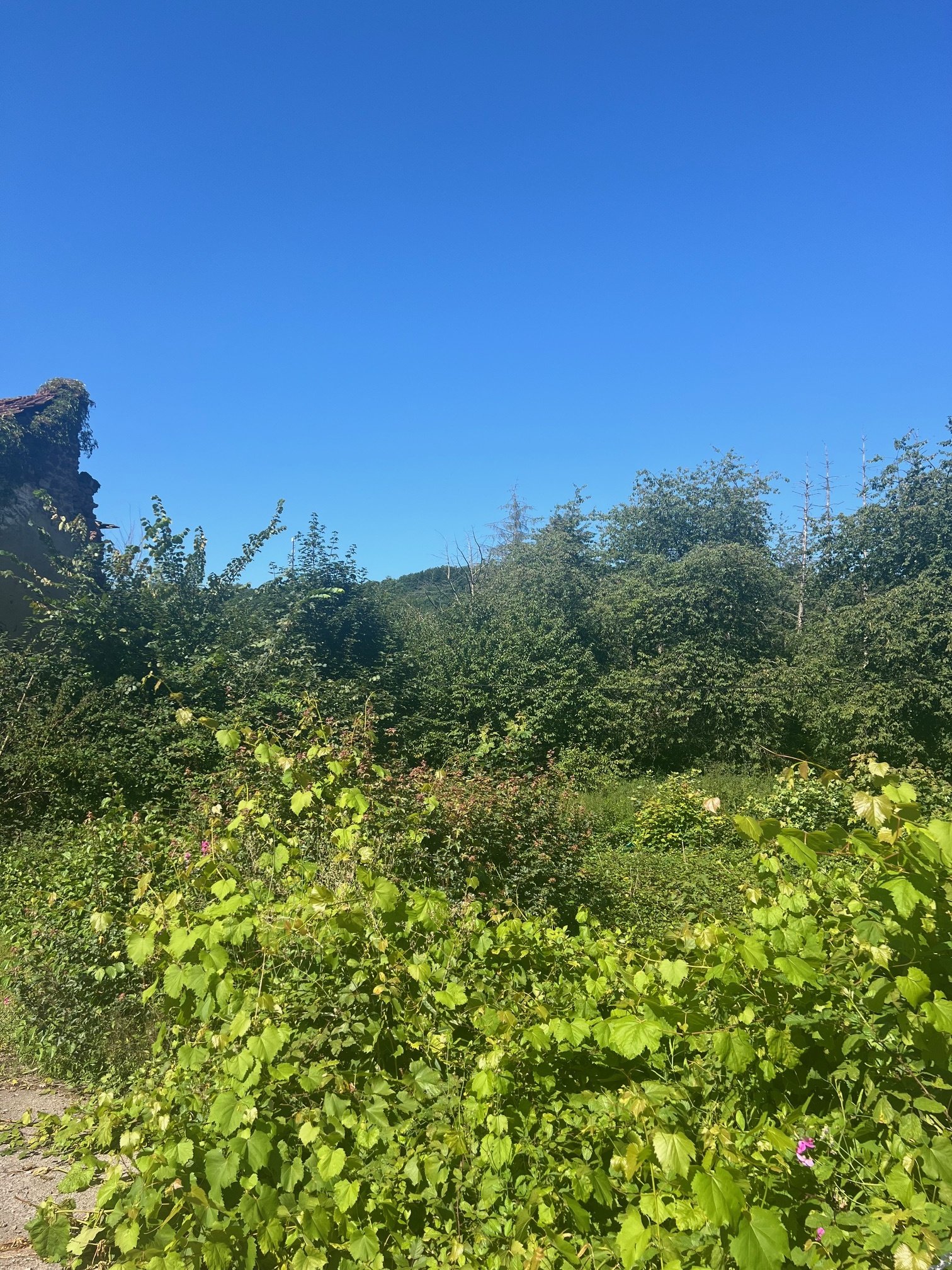 Großes schön gelegenes Grundtsück nahe an der Prims in Wadern-Büschfeld zu verkaufen